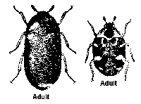 adult carpet beetles